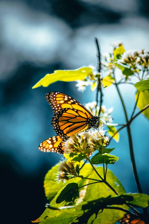 a yellow erfly perched on top of a flower