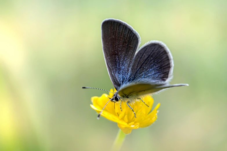 blue erfly on yellow flower on sunny day