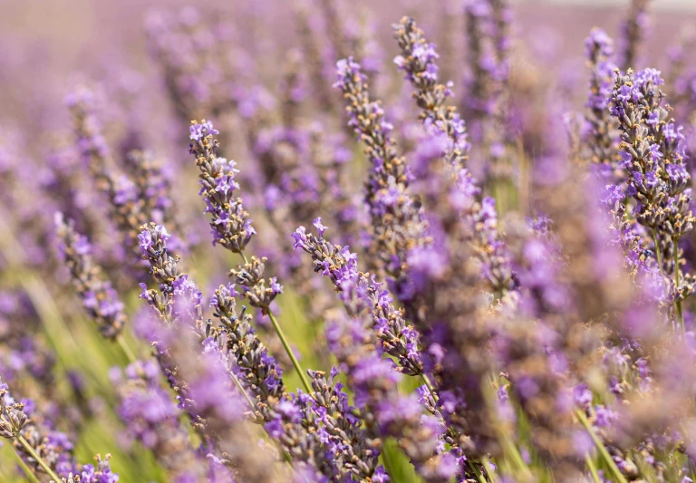 a field full of lavender is ready for harvesting