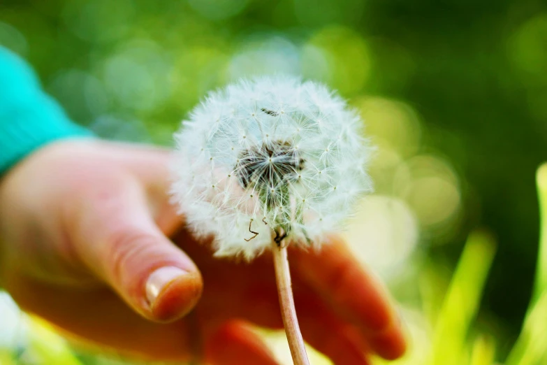 a hand holding a small white dandelion