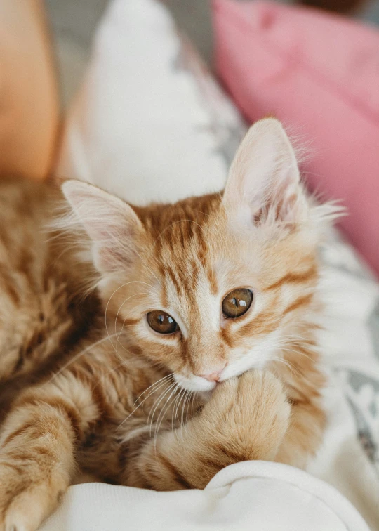 the kitten looks sad while lying on the bed