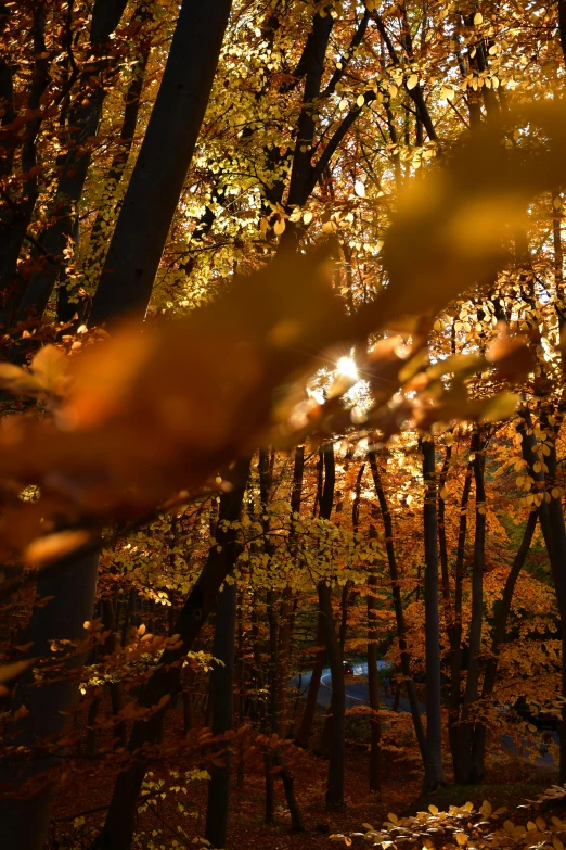 leaves and trees in fall colors around a park