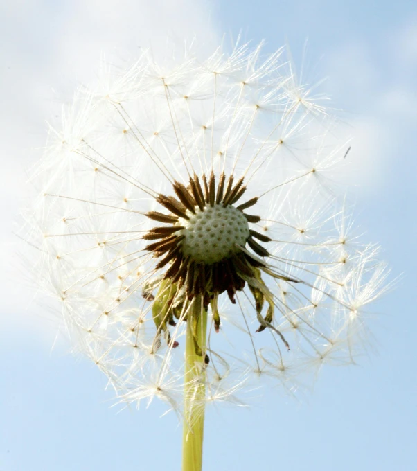 a dandelion seed blowing in the wind