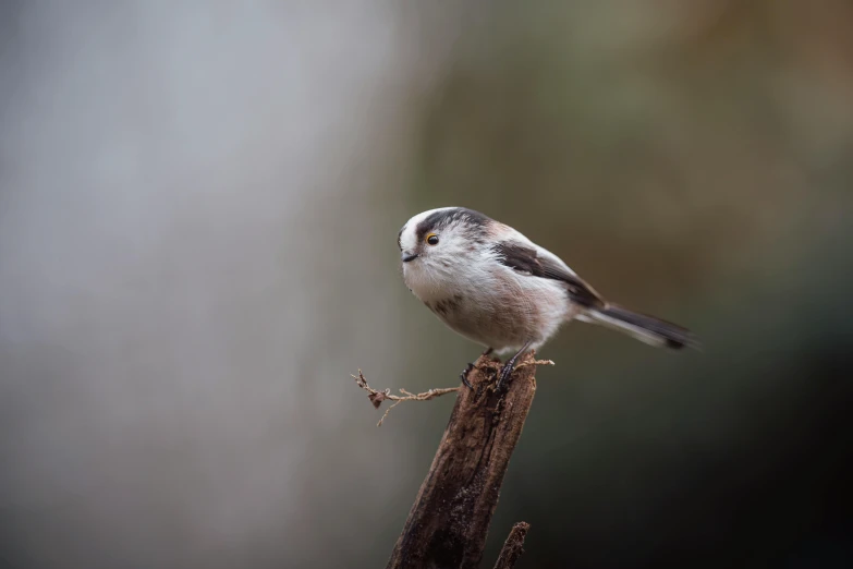 a small bird sits on top of a stick