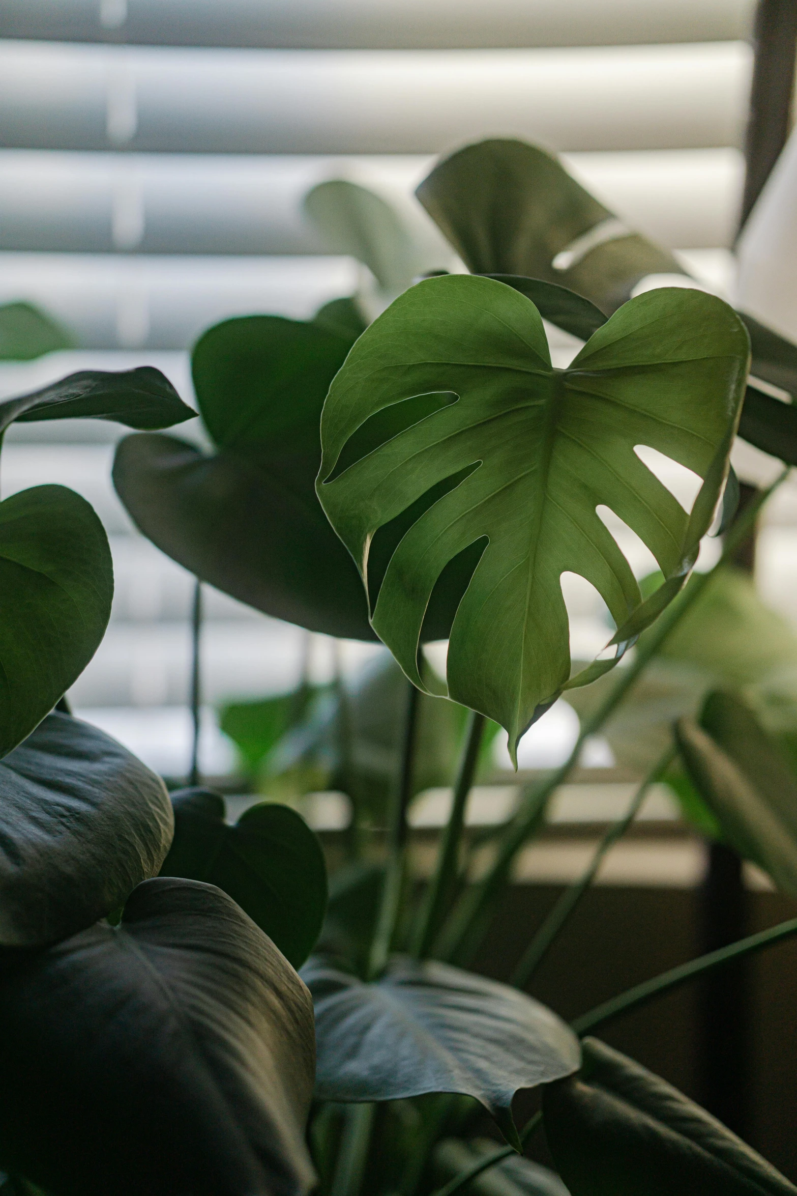 green plants in a small vase in front of a window