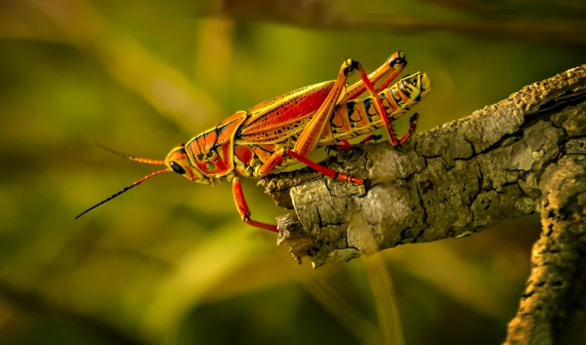 a grasshopper on a nch in the wild