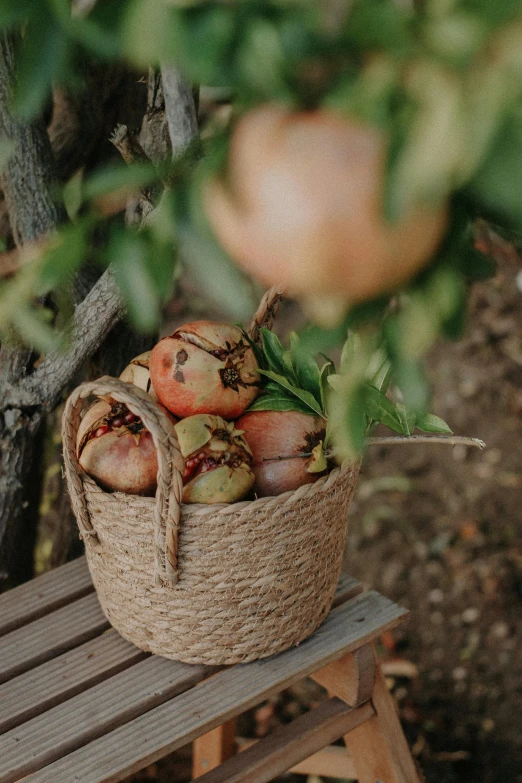 apples sit in a woven basket on a bench