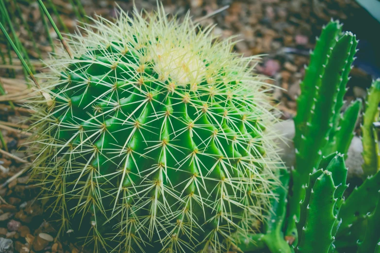 the green and yellow cactus is growing in the dirt