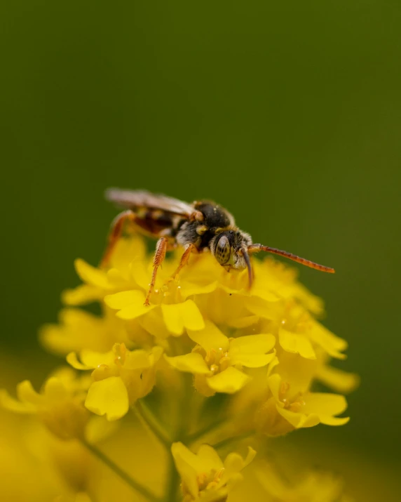 a black and yellow insect sitting on a yellow flower