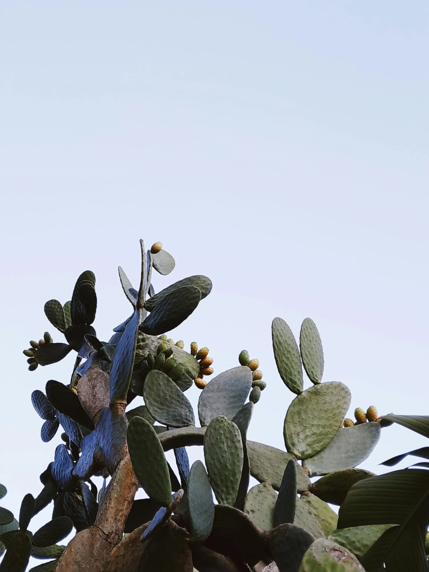 a large cactus tree is shown with bright blue colors