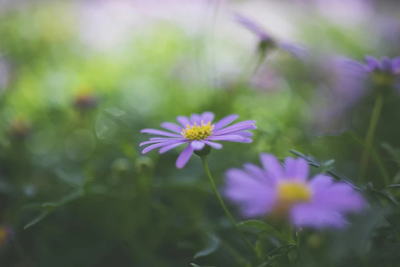 a flower with some blurry flowers in the background