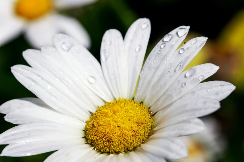 a close up of a daisy with water droplets on the petals
