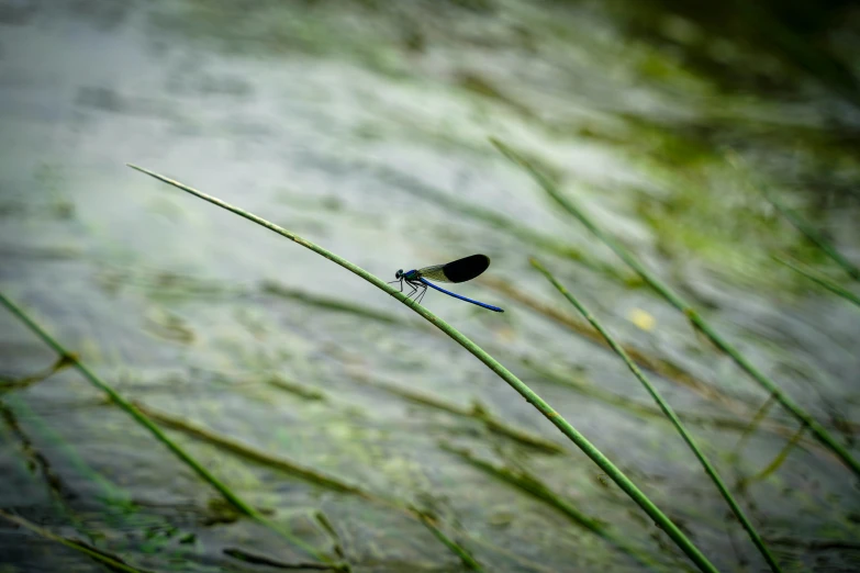 a insect rests on grass in the water