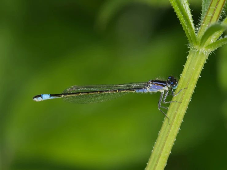 blue and black dragon fly on green leaf