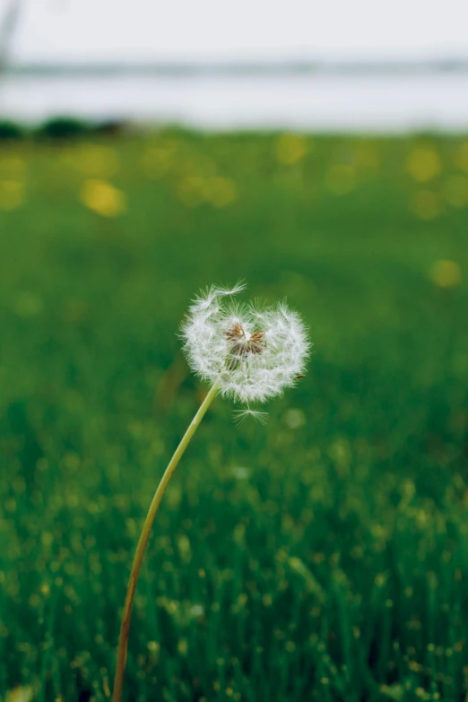 a dandelion blowing in the wind near a field