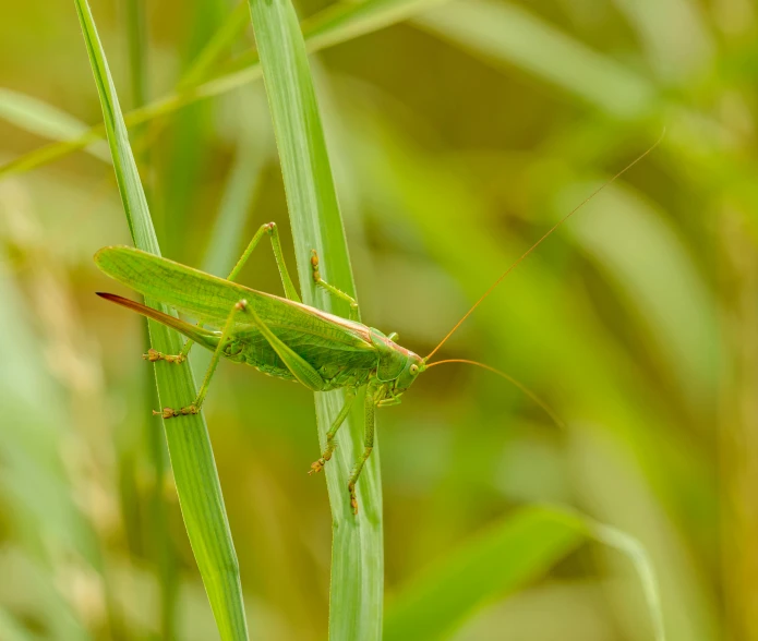 green grasshopper on blade of blades of tall grass