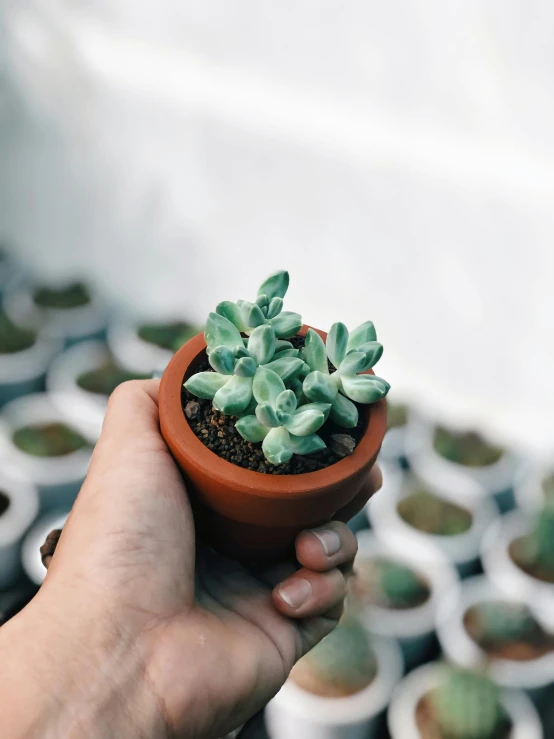 someone holding a plant in their hand outside