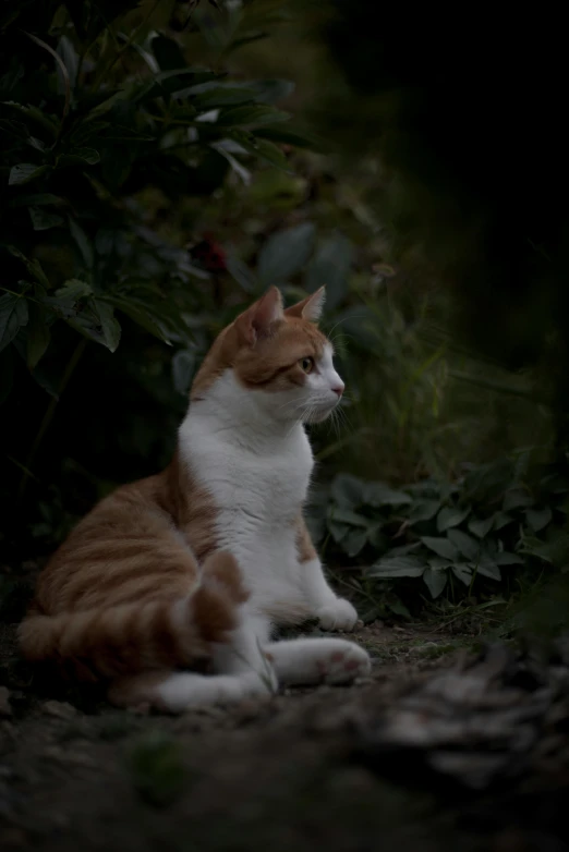 a orange and white cat sitting on the ground