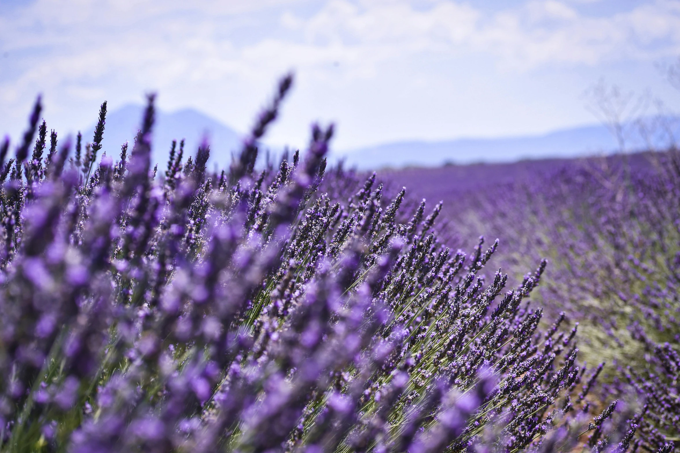 lavender field with mountains and blue sky in background