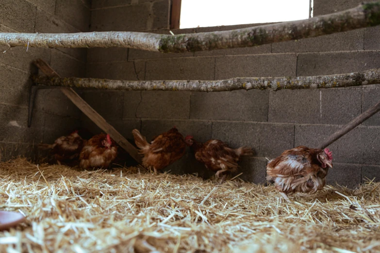 a group of chickens hanging out in their pen