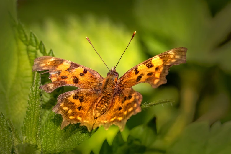 a large orange and black erfly on some leaves