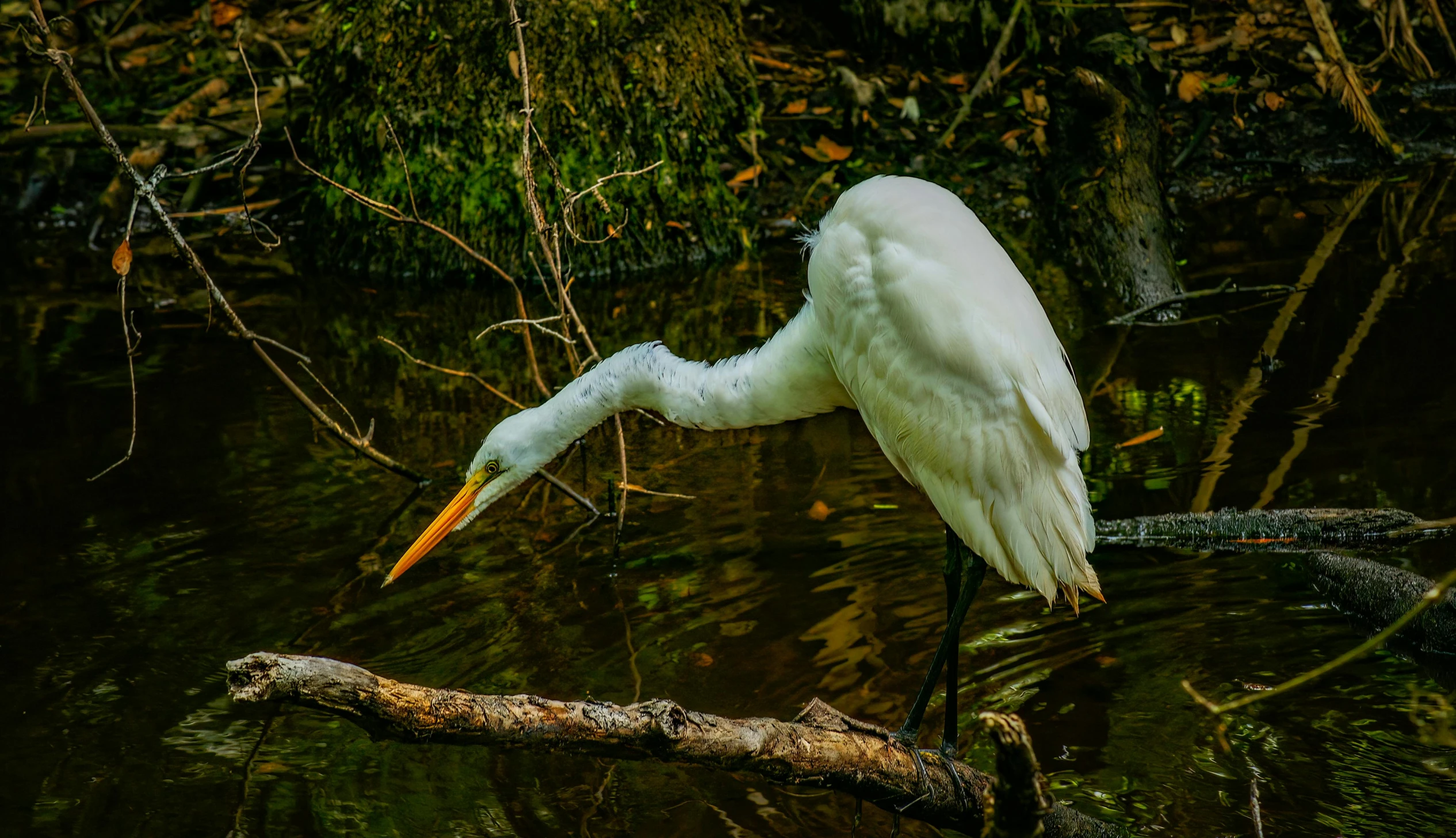 a large white egret perches on a log in a creek