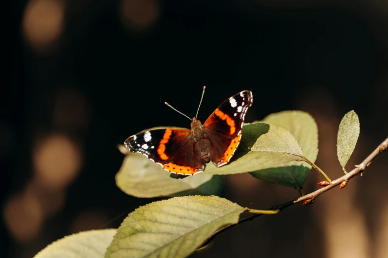 a erfly on a leafy nch looking into the camera