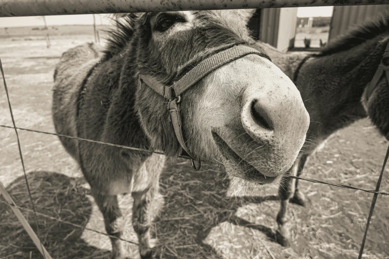 there is a small donkey standing by the fence