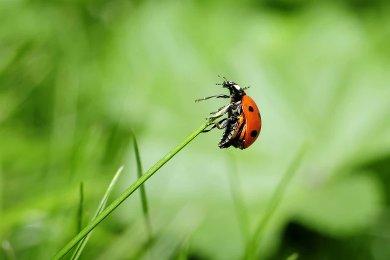 a ladybug sitting on the end of a green stalk