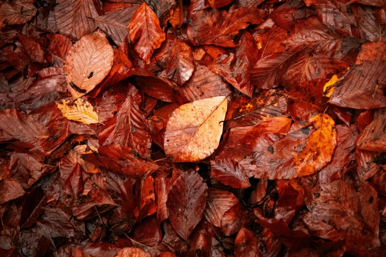 red leaves on ground with a light shine