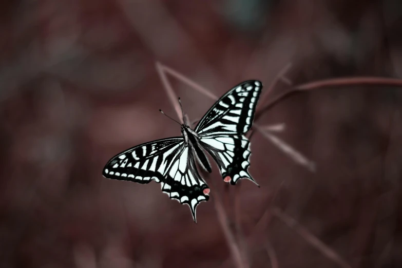 a black and white erfly sitting on a flower