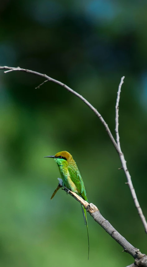 the small green bird is on a nch in the woods