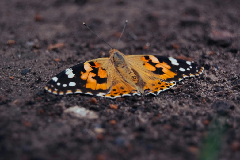 a colorful orange and black erfly sitting on dirt