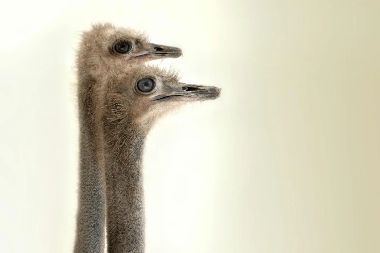 an ostrich standing in front of the camera