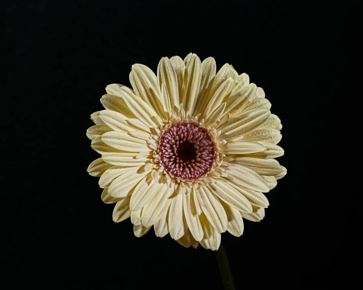 a white flower is in a vase with water