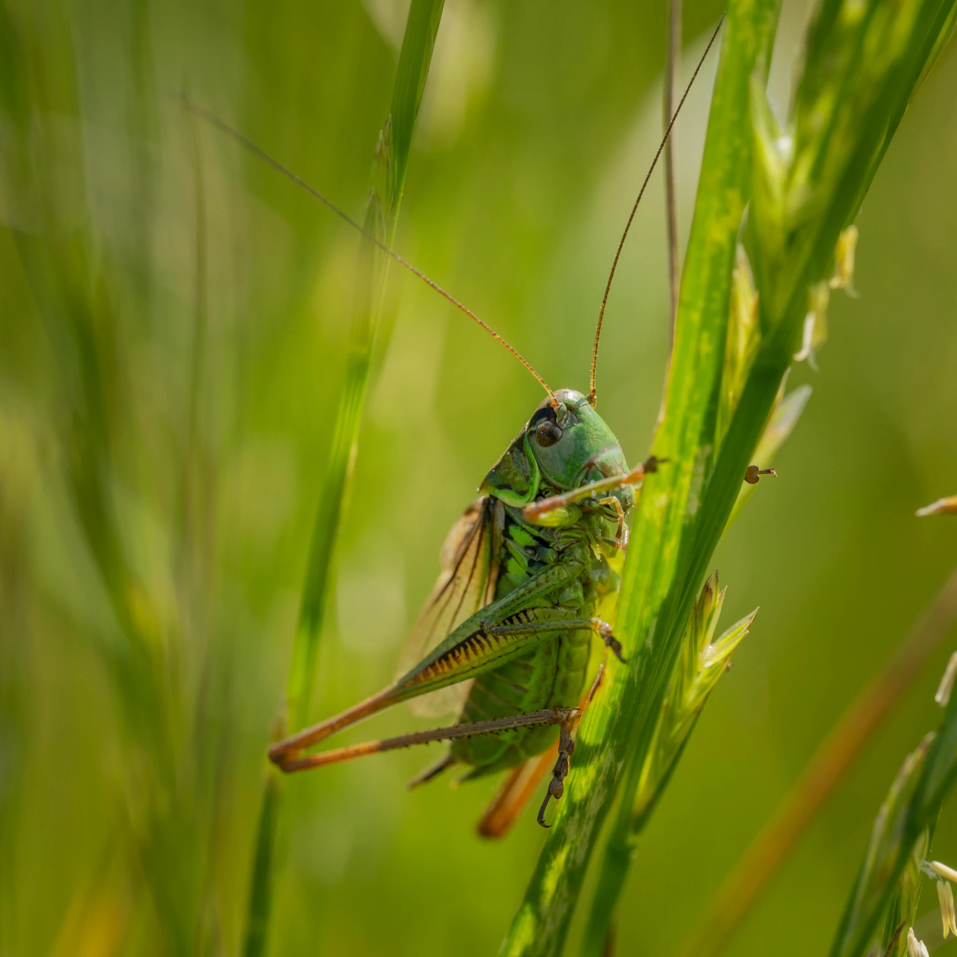 a green insect on a grass stalk