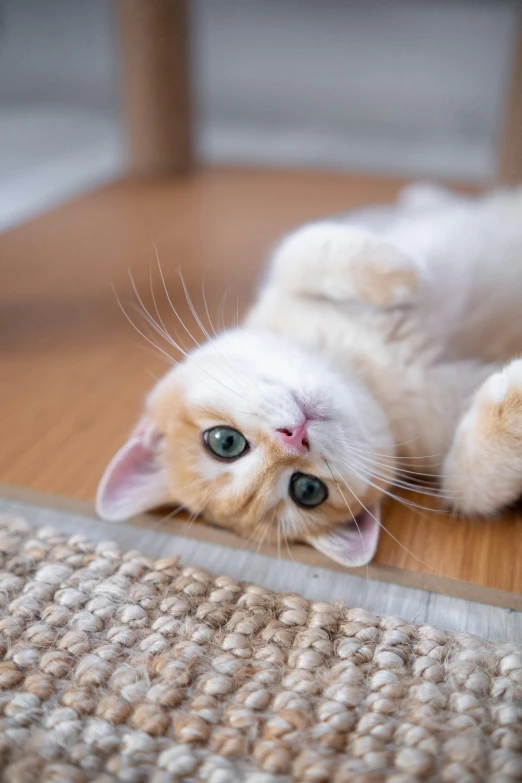 a cat laying down on its back on the ground