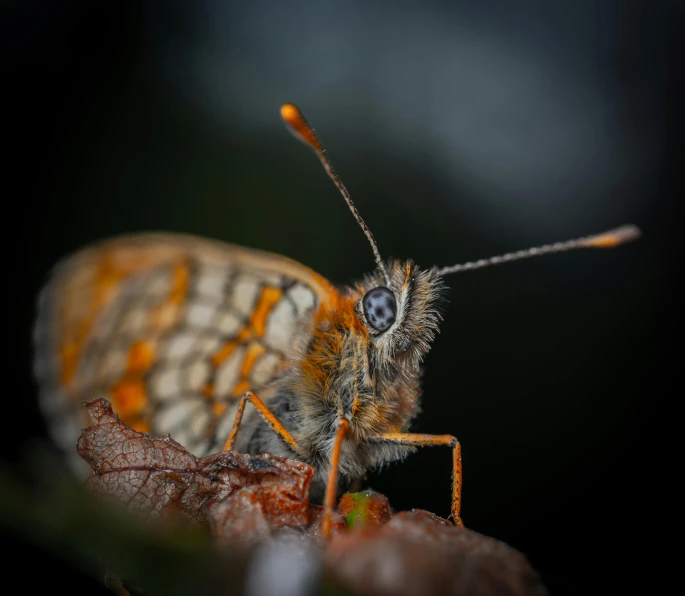 close up of a large colorful insect sitting on top of a leaf