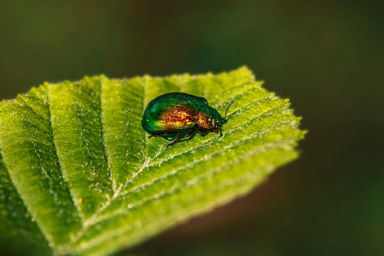 a bug that is sitting on a leaf