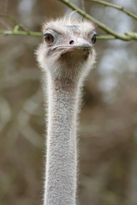 a small ostrich looks off into the distance