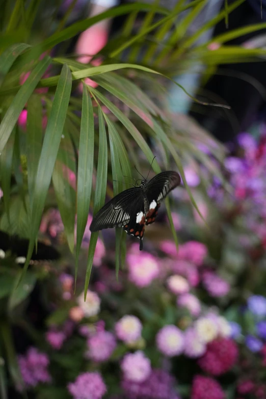 erfly flying around in a flower bed of colorful flowers