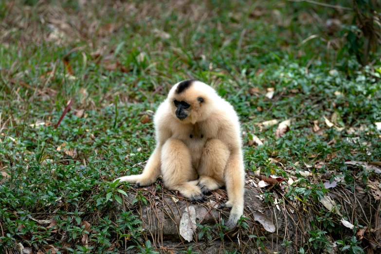 an adult monkey sitting on top of a wooden stump