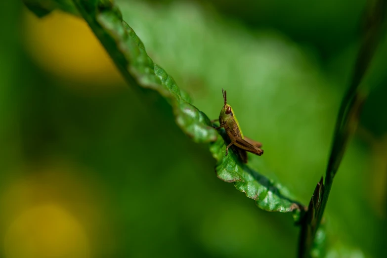 a insect that is sitting on a leaf