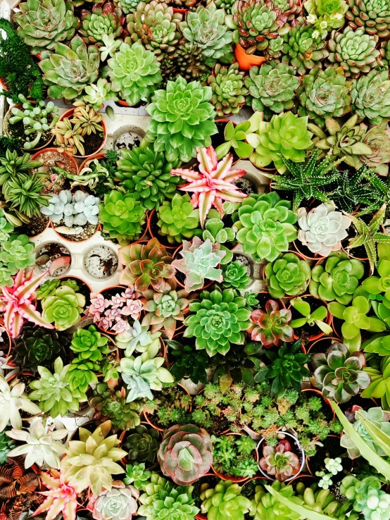 many succulents are shown in large pots