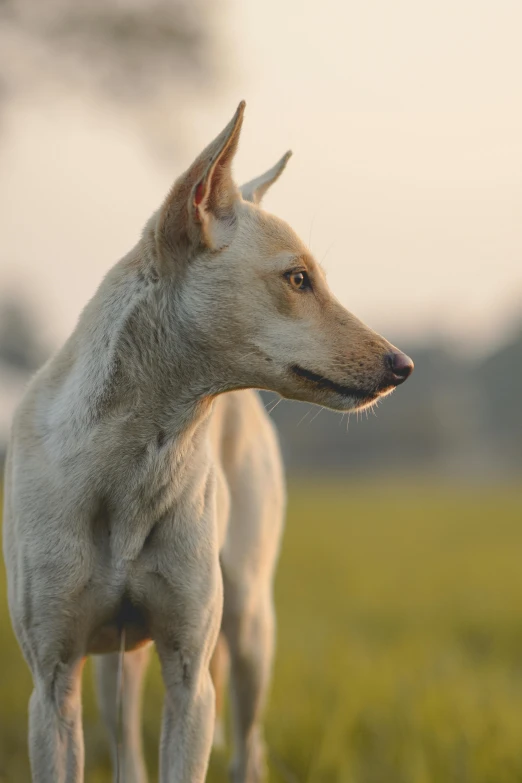 a brown and white dog standing in the grass