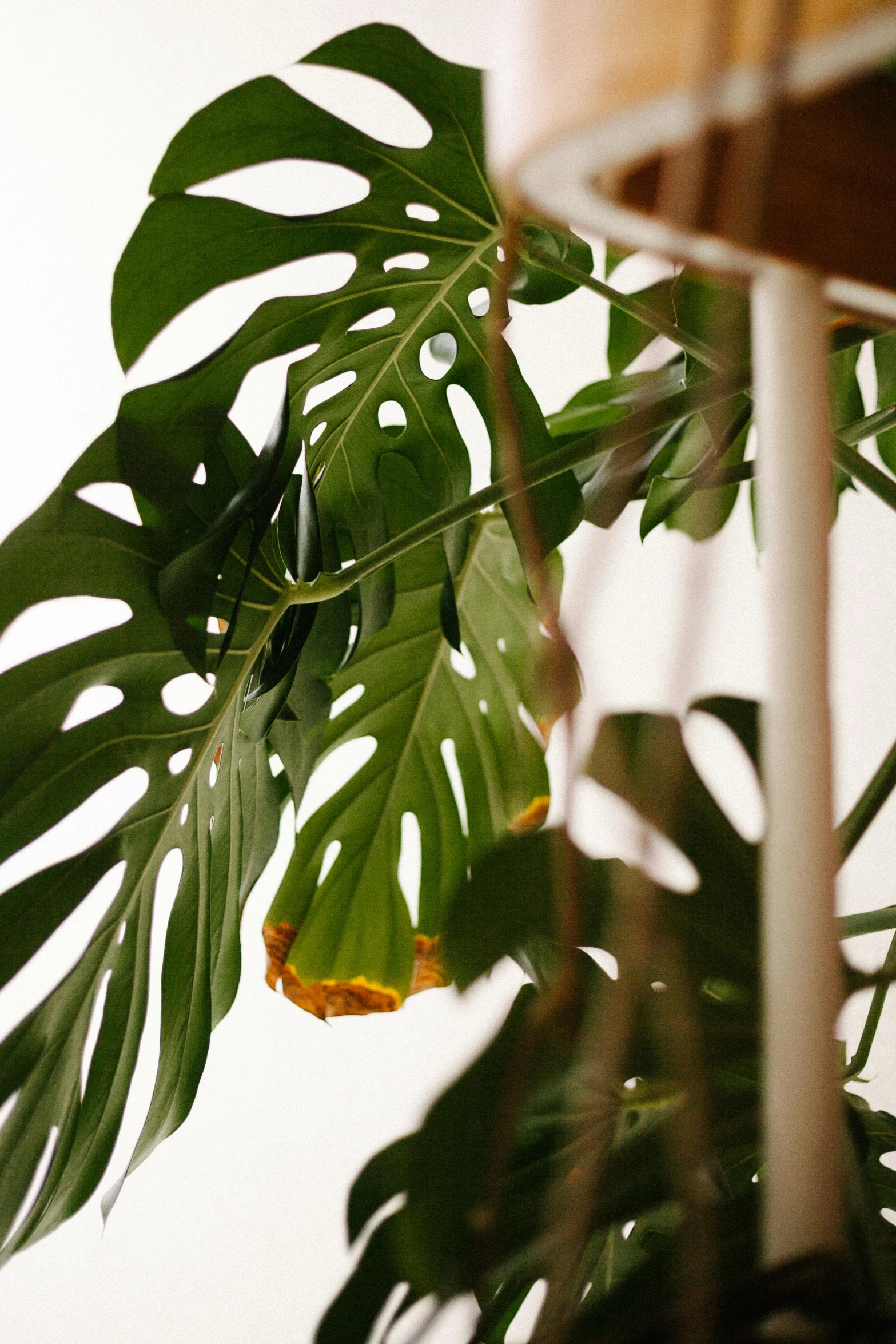 a tall plant sitting on top of a wooden table