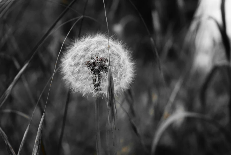 there is a black and white image of a dandelion