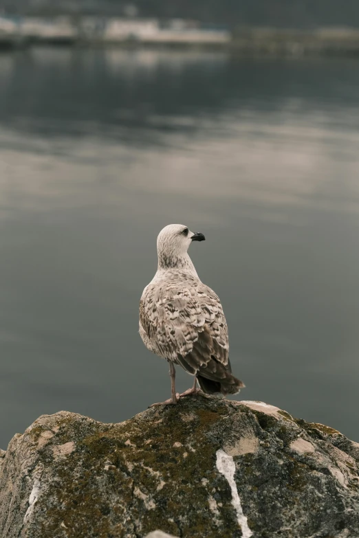 there is a small seagull standing on the rock next to the water