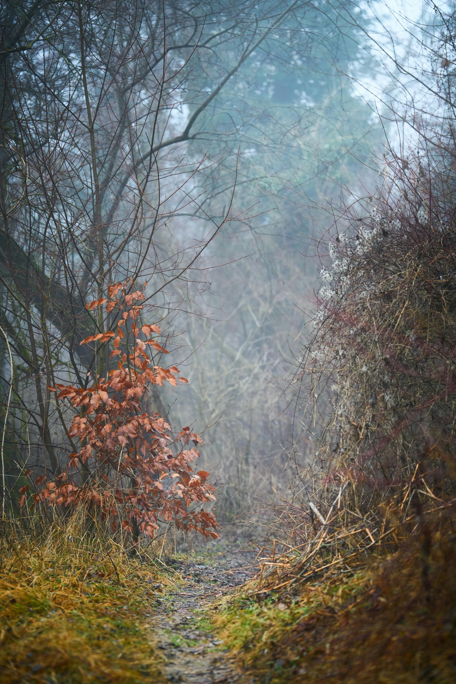 a path through a wooded area with tall grass and shrubs