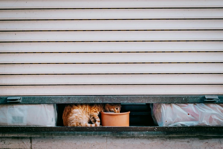cat in a window sill sleeping with its head inside a small pot